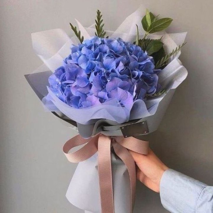 Гортензия голубая в Прокопьевске