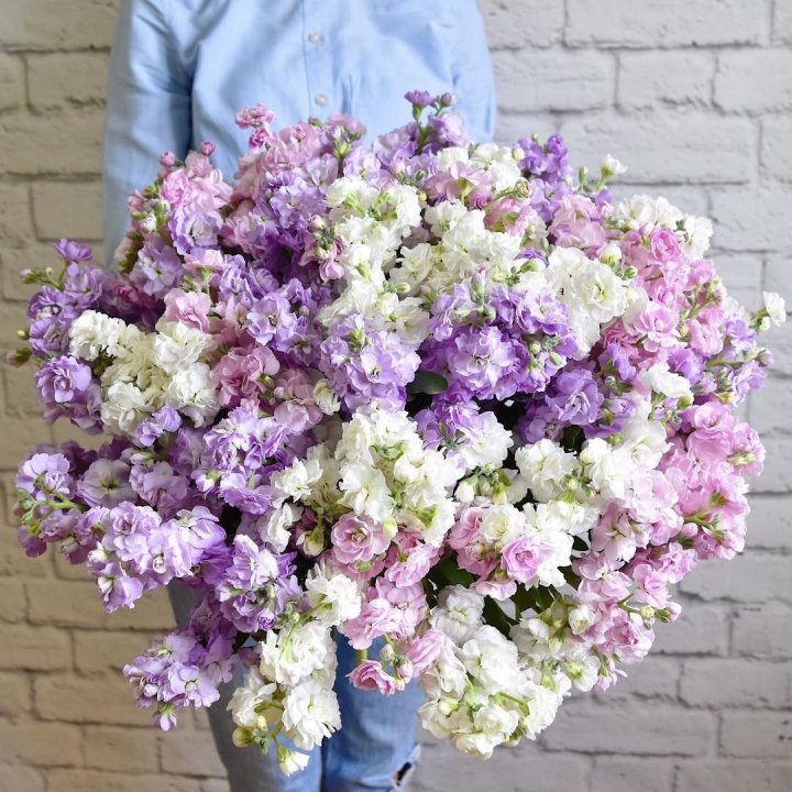 Облако маттиол в Прокопьевске