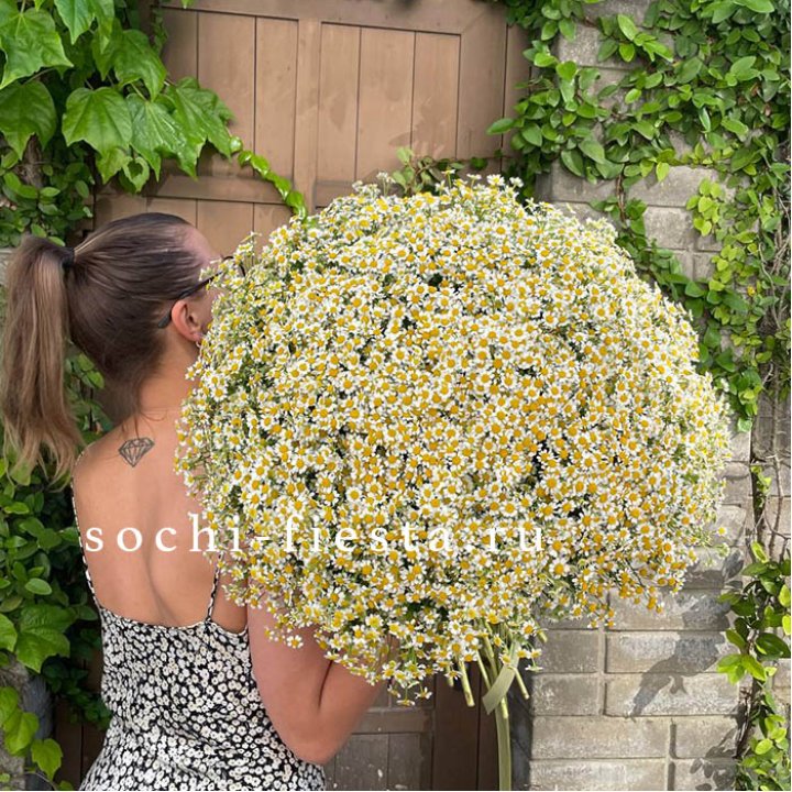 101 ромашка в Прокопьевске