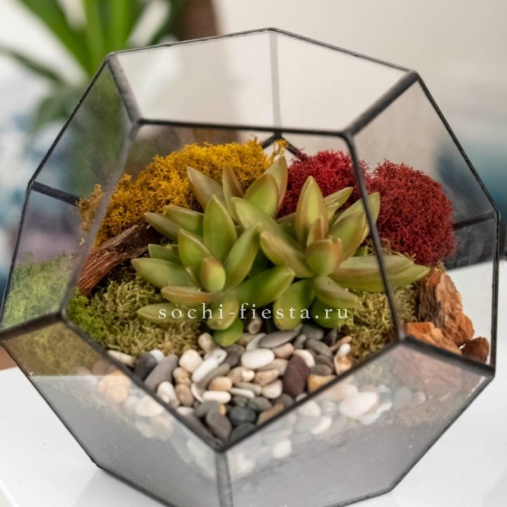 Флорариум “Додекаэдр” с суккулентом Седум в Прокопьевске