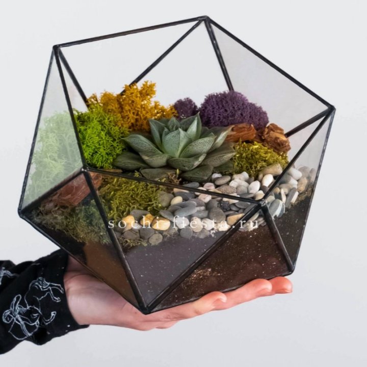Флорариум “Икосаэдр” с суккулентом Каменная Роза в Прокопьевске