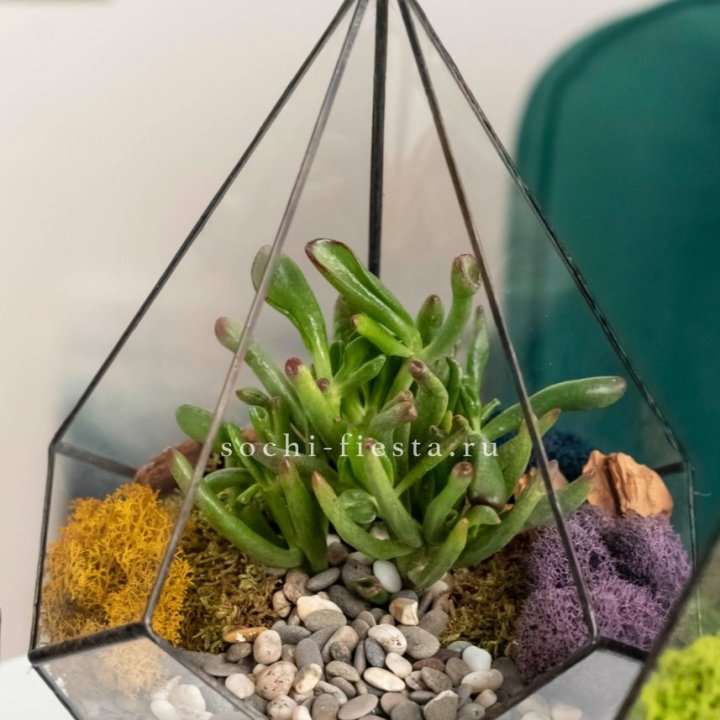 Флорариум “Капля” с суккулентом Крассула Хоббит в Прокопьевске