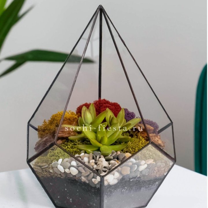 Флорариум Капля с суккулентом в Прокопьевске