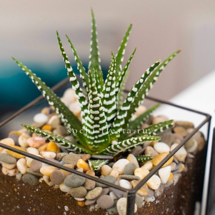 Флорариум Кубик с суккулентом Хавортия в Прокопьевске