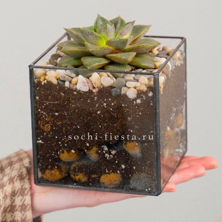 Флорариум Кубик с суккулентом Каменная роза в Прокопьевске