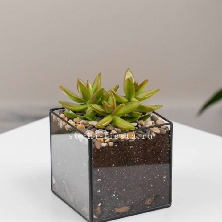 Флорариум Кубик с суккулентом Седум в Прокопьевске