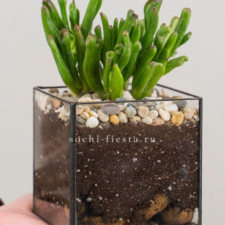 Флорариум Кубик с суккулентом Хоббит в Прокопьевске