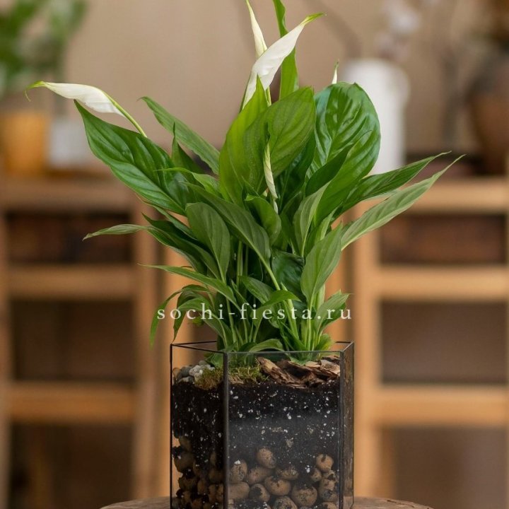 Спатифиллум в кашпо Пятиугольник в Прокопьевске