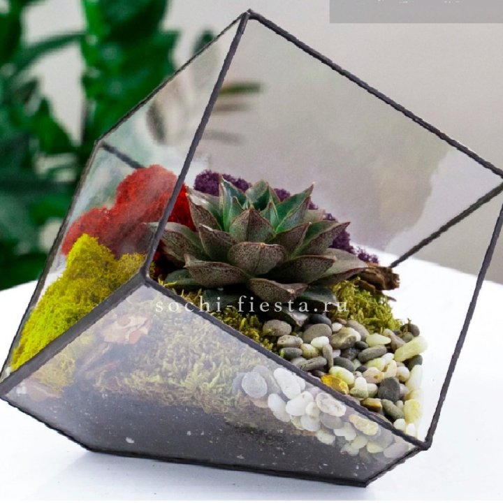 Флорариум Куб усеченный с суккулентом Каменная роза в Прокопьевске