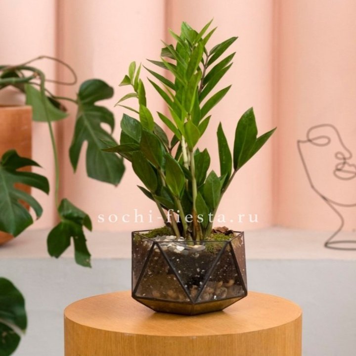 Замиокулькас в кашпо Икосаедр в Прокопьевске