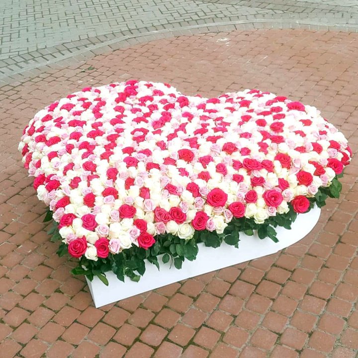 555 роза  в Прокопьевске