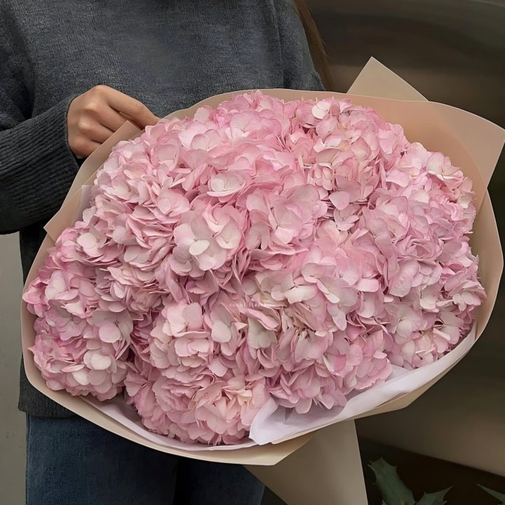 Гортензия  "РОЗЕ" в Прокопьевске