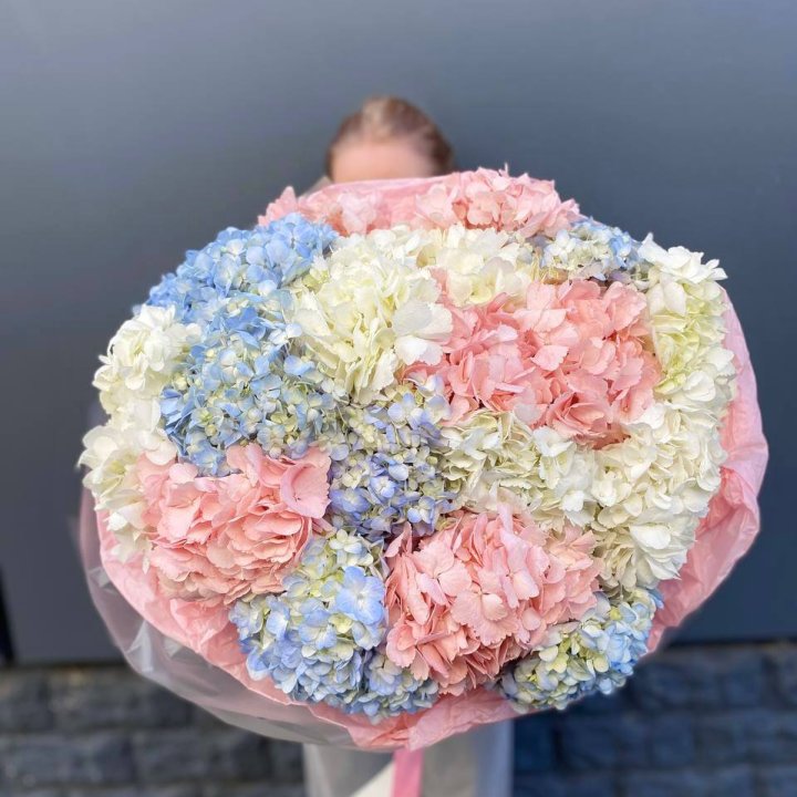 19 гортензий микс в Прокопьевске