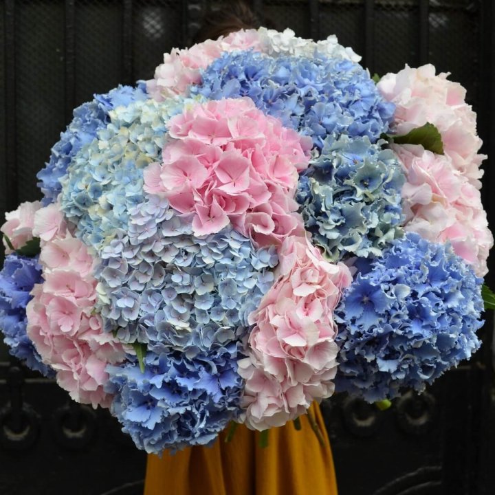Букет гортензий "Фонтан" в Прокопьевске
