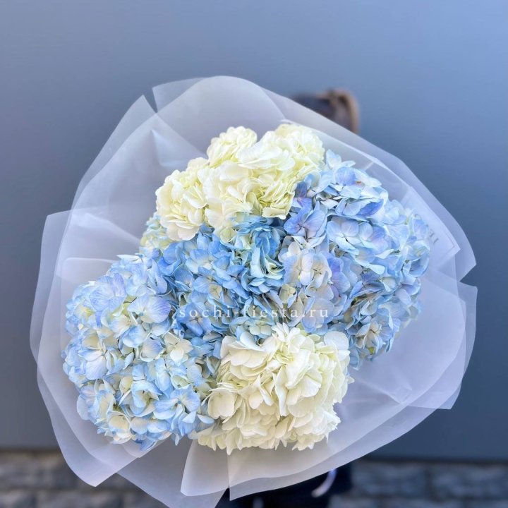 5 бело-голубых гортензий в Прокопьевске