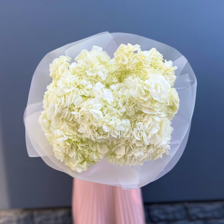 7 белых гортензий в Прокопьевске