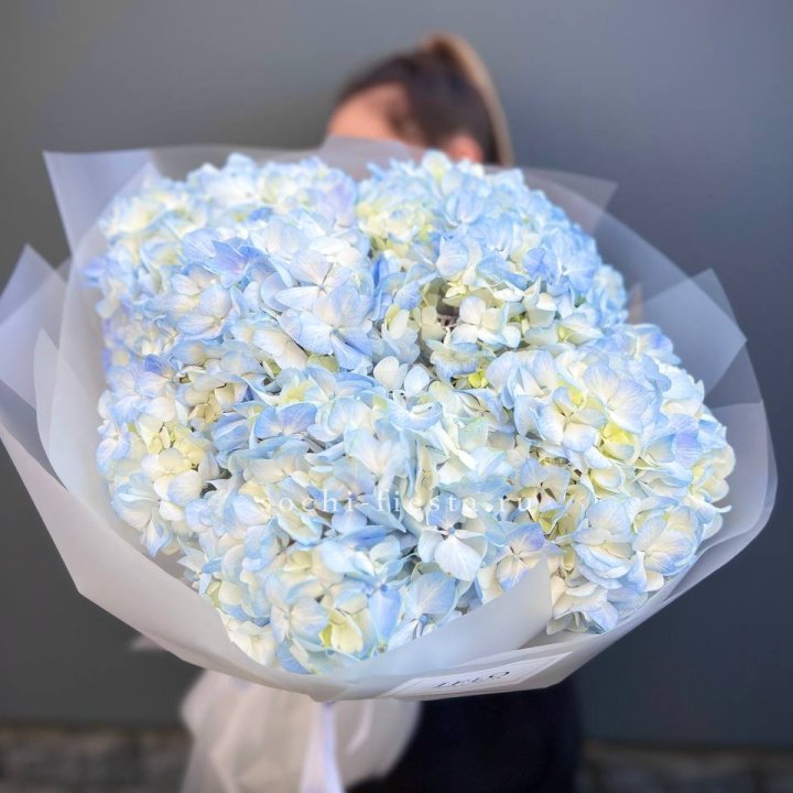 5 голубых гортензий в Прокопьевске