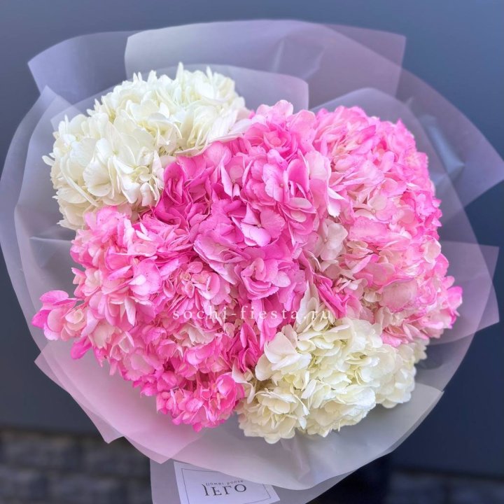 5 бело-розовых гортензий в Прокопьевске