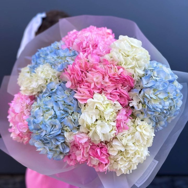 11 гортензий микс в Прокопьевске