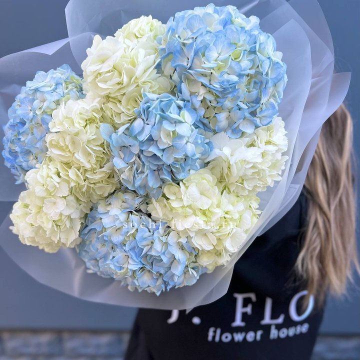 9 бело-голубых гортензий в Прокопьевске