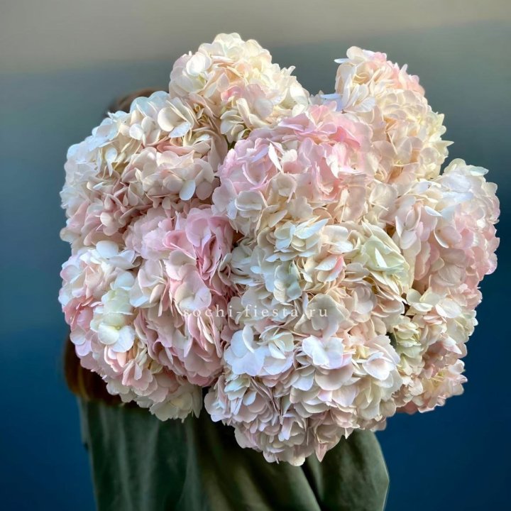 Охапка розовой гортензии в Прокопьевске