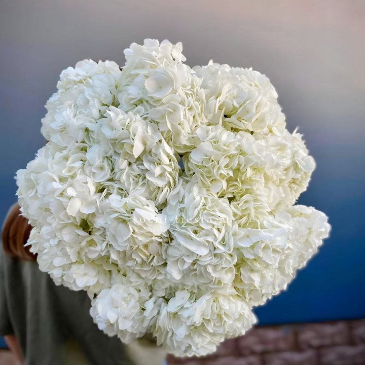 Охапка белой гортензии в Прокопьевске