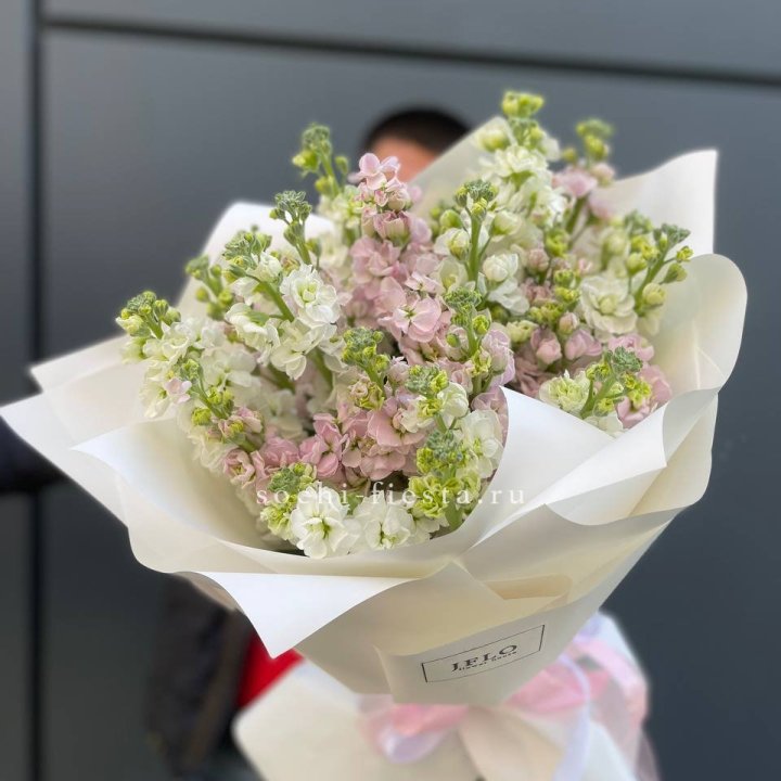 29 маттиол  в Прокопьевске