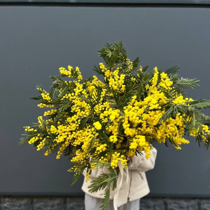 Охопка мимозы в Прокопьевске