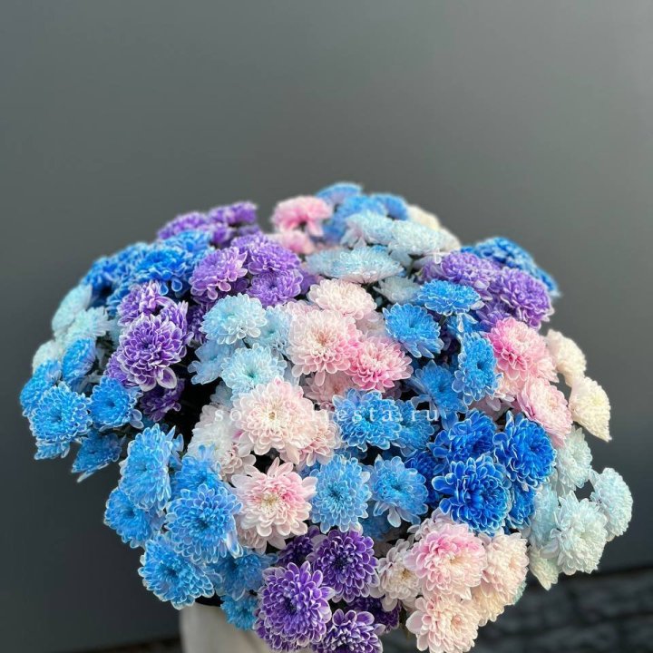 25 цветных хризантем в Прокопьевске