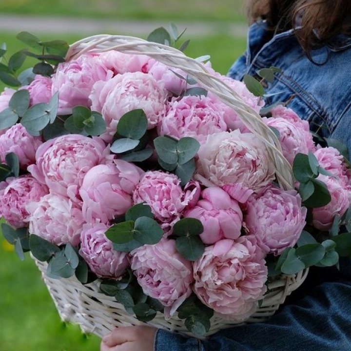 51 пион в корзине в Прокопьевске