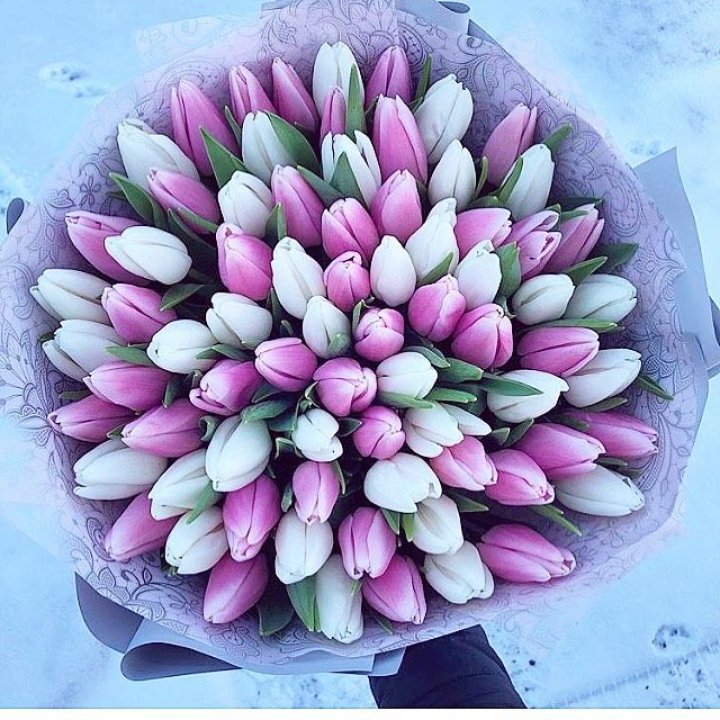 101 тюльпан "Лолипоп" в Прокопьевске